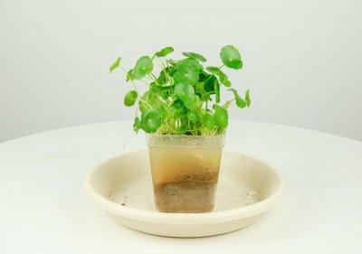 ​铜钱草有毒吗