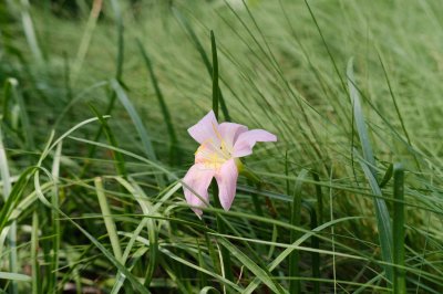 ​好一朵美丽的“风雨兰”，家里养一盆，1年就能“花满盆”