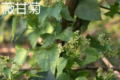 ​薇甘菊和甘菊的区别