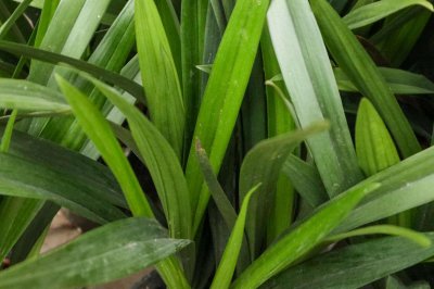 ​兰花怎么养才能旺盛、枝繁叶茂？