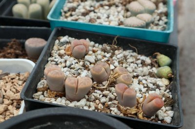 ​生石花修根后浇水吗