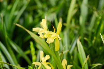 ​兰花换盆如何保护新芽，最上面加什么植料