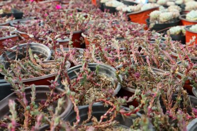​多肉移植后多久浇水