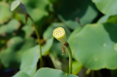 ​荷花象征什么，家里为什么不能养荷花