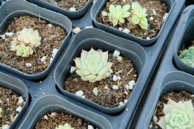 ​多肉植物的冬季养护