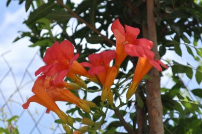 ​粉色凌霄花的养殖方法