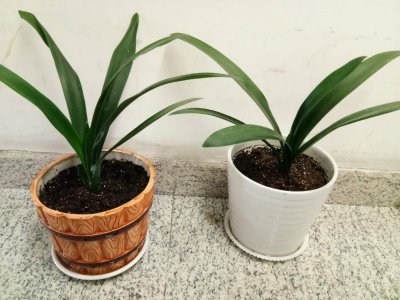 ​君子兰养几年才开花