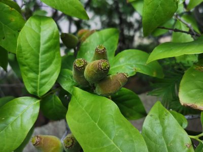 ​腊梅的风水学应用