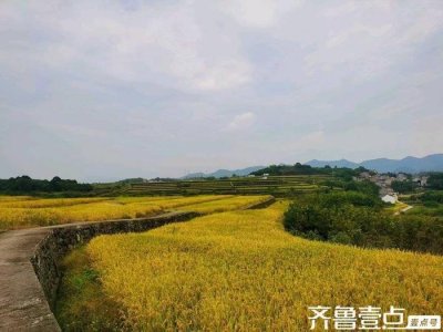 ​喜看稻菽千重浪