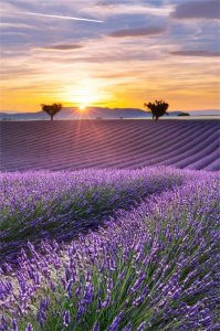 ​薰衣草花期