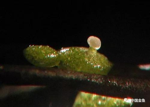 金鱼的好口粮：无根萍