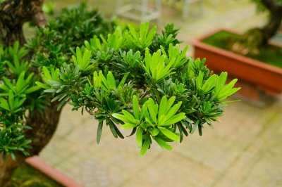 ​罗汉松种在家里禁忌