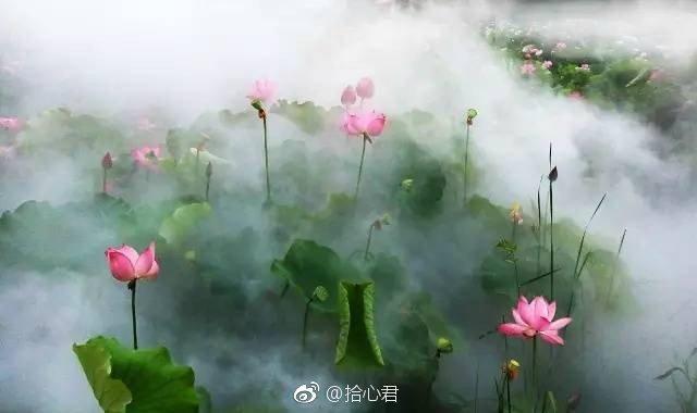 我是佛前一朵青莲，沐浴着慈悲的一缕缕尘烟