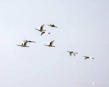 ​我国濒危珍稀动物、国家二级重点保护野生动物—白琵鹭