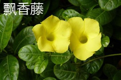 ​飘香藤和蒜香藤的区别