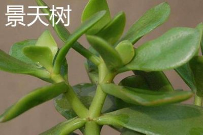 ​景天树和玉树的区别