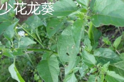 ​少花龙葵和龙葵的区别