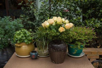 ​白花韧锦怎么换盆