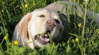 ​夏季高温，金毛犬护理十大要点