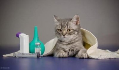 ​猫咪牙齿脱落：真相分析与应对措施