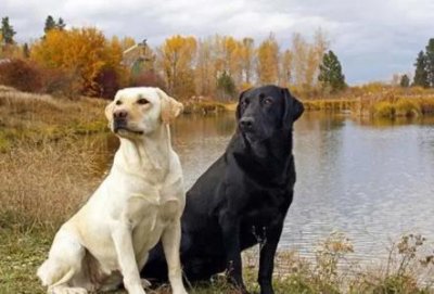 ​比熊得了狂犬病会有哪些迹象？宠重要隔离它
