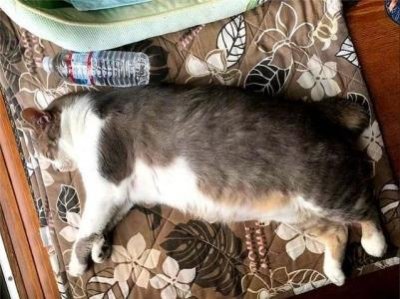 ​猫咪可以吃的8种蔬果，猫咪虽然爱吃肉，也要给它们喂蔬果 猫咪能吃哪些水果蔬