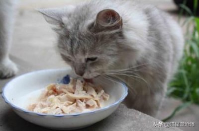 ​猫抓老鼠是天性，小花猫靠什么抓老鼠？靠嗅觉来识别老鼠气味