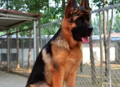 ​世界上最凶猛的犬种，你知道吗？它们的真是面貌你知道吗？