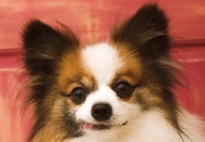​平时如何打理泰迪的毛发 平时如何打理泰迪的毛发呢？