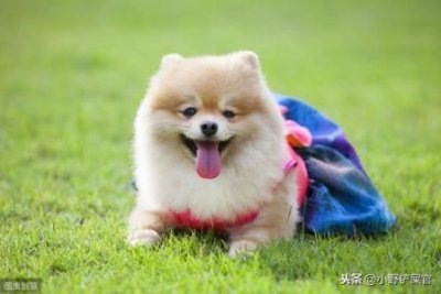 ​幼犬需要除虫吗？多大开始除虫？用什么除虫最有效呢？幼犬狗多长时间驱虫一次