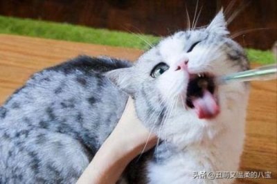 ​哪些植物对猫咪有害？哪些没有害？对猫有害和无害植物大合集.