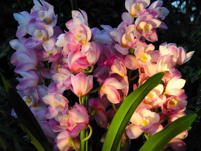 ​「转载」精美花卉图组《中国十大名花》