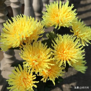 ​迁坟的禁忌与讲究，需要注意什么？-明月网