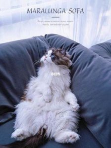 ​寻找属于自己的私人空间：现代家居中的‘躲猫猫’智慧