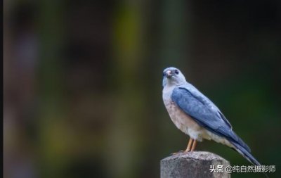 ​赤腹鹰百科知识，中国46种鹰科之一