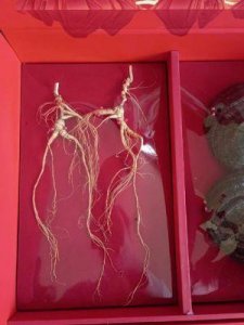 ​央视一套开播：探秘吉林长白山人参的千年文化与产业发展