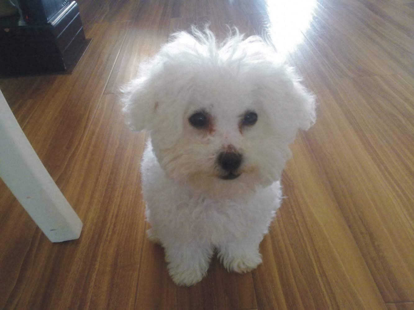 动物图集：比熊犬萌萌哒图集