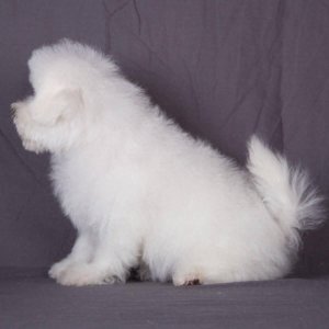 ​动物图集：比熊犬萌萌哒图集