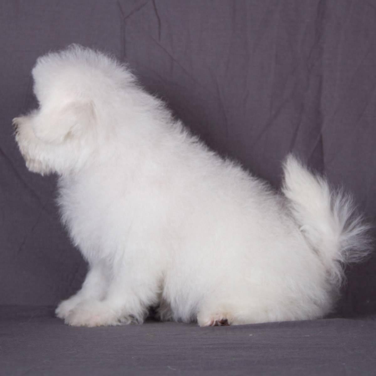 动物图集：比熊犬萌萌哒图集