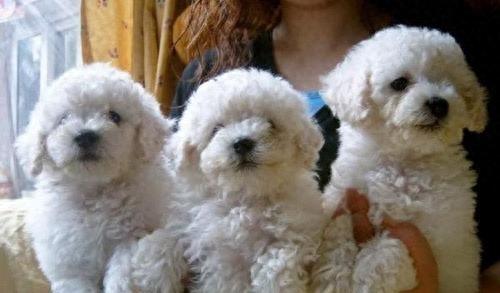 动物图集：比熊犬萌萌哒图集