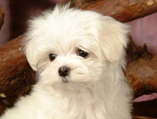 动物图集：比熊犬萌萌哒图集