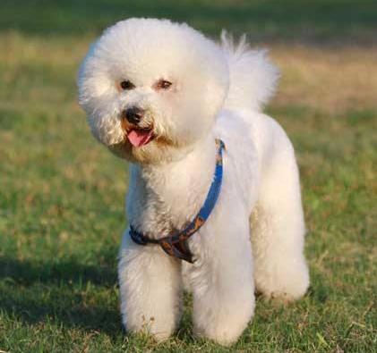 动物图集：比熊犬萌萌哒图集