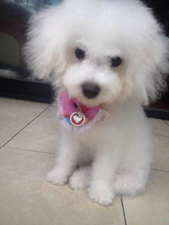 动物图集：比熊犬萌萌哒图集
