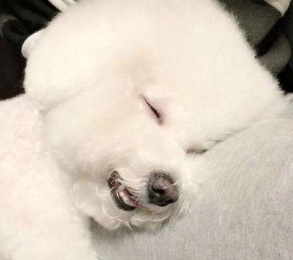 动物图集：比熊犬萌萌哒图集