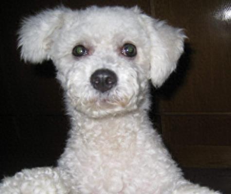 动物图集：比熊犬萌萌哒图集
