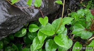 ​细数那些可怕的外来入侵植物（5）——落葵薯（高端野味）