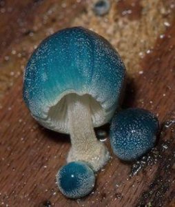 ​谁见过蓝蘑菇，传说它是蘑菇界的精灵！