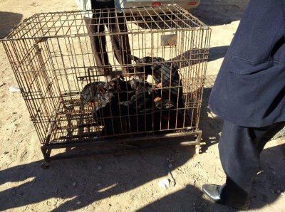 ​狗市：少见的莱州红犬你知道吗？很多人以为是土狗