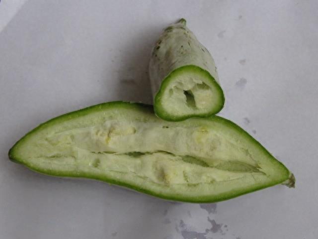 农村有种“老鼠瓜”，城里不多见，能变色又美味，种上一株就不愁没得吃