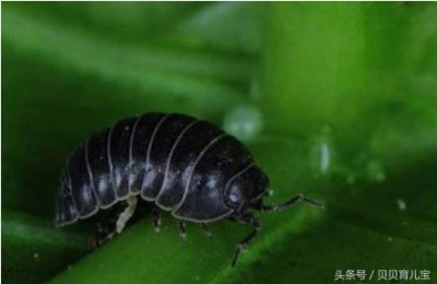 ​小时候孩子们爱玩的西瓜虫潮虫，想不到这么值钱